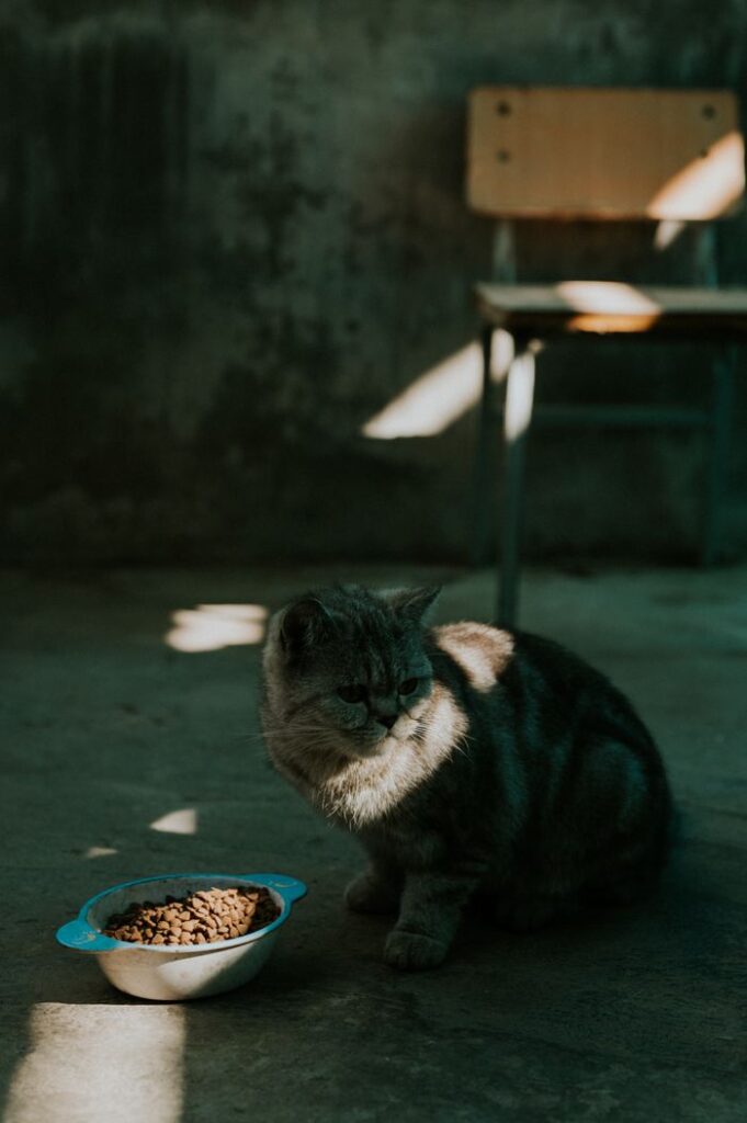 A stray cat sits beside a bowl of food in a sunlit, abandoned interior.