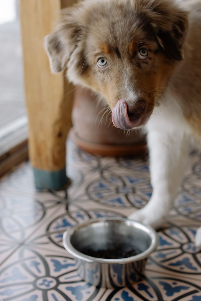 Home Close-up of an Australian Shepherd with blue eyes licking its lips near a food bowl indoors.